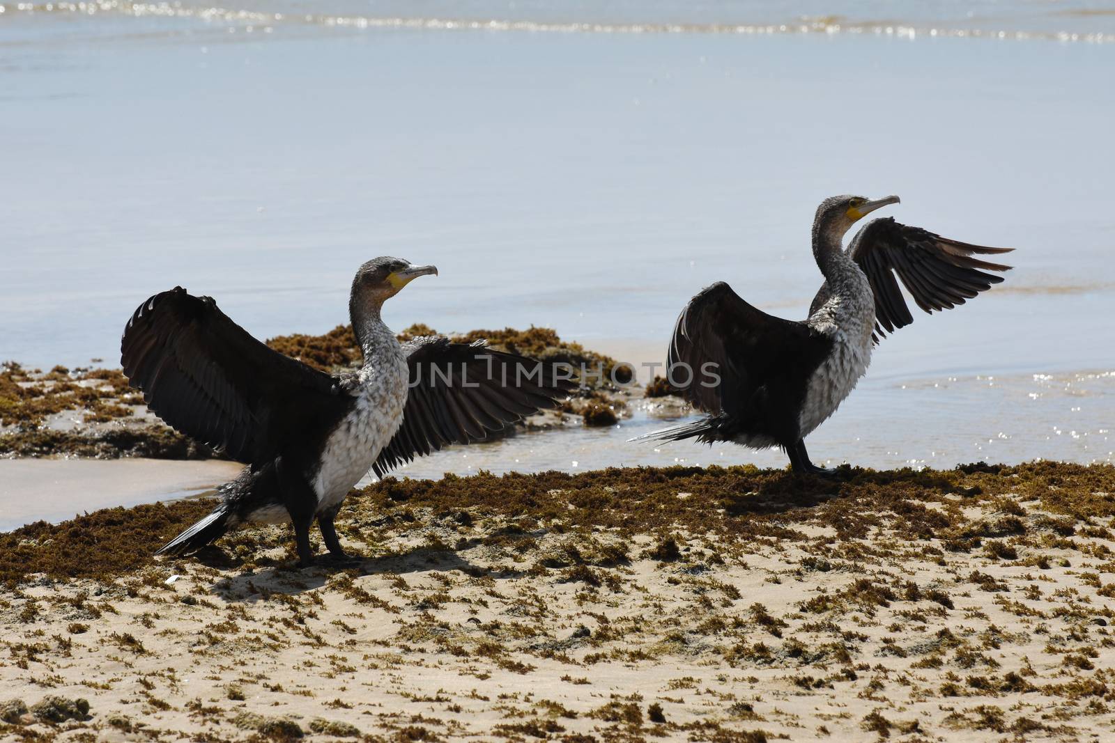 Cape Cormorant Pair With Wings Spread (Phalacrocorax capensis) by jjvanginkel