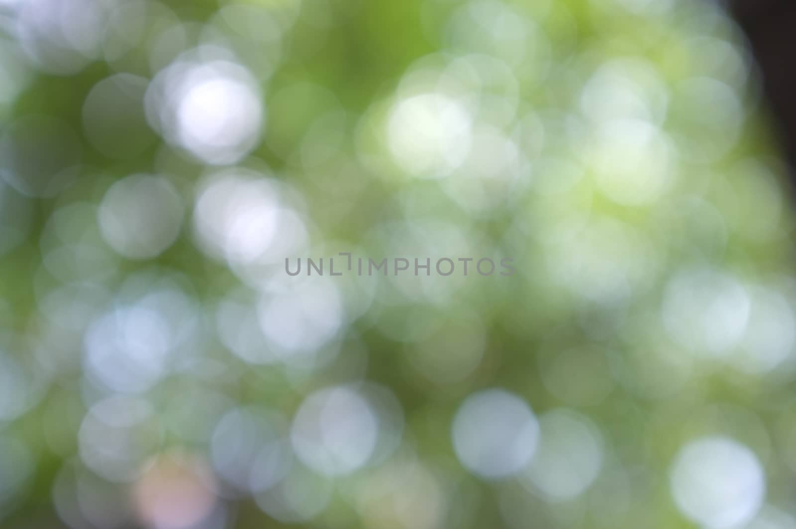 Abstract circular bokeh nature background of light . Blur background