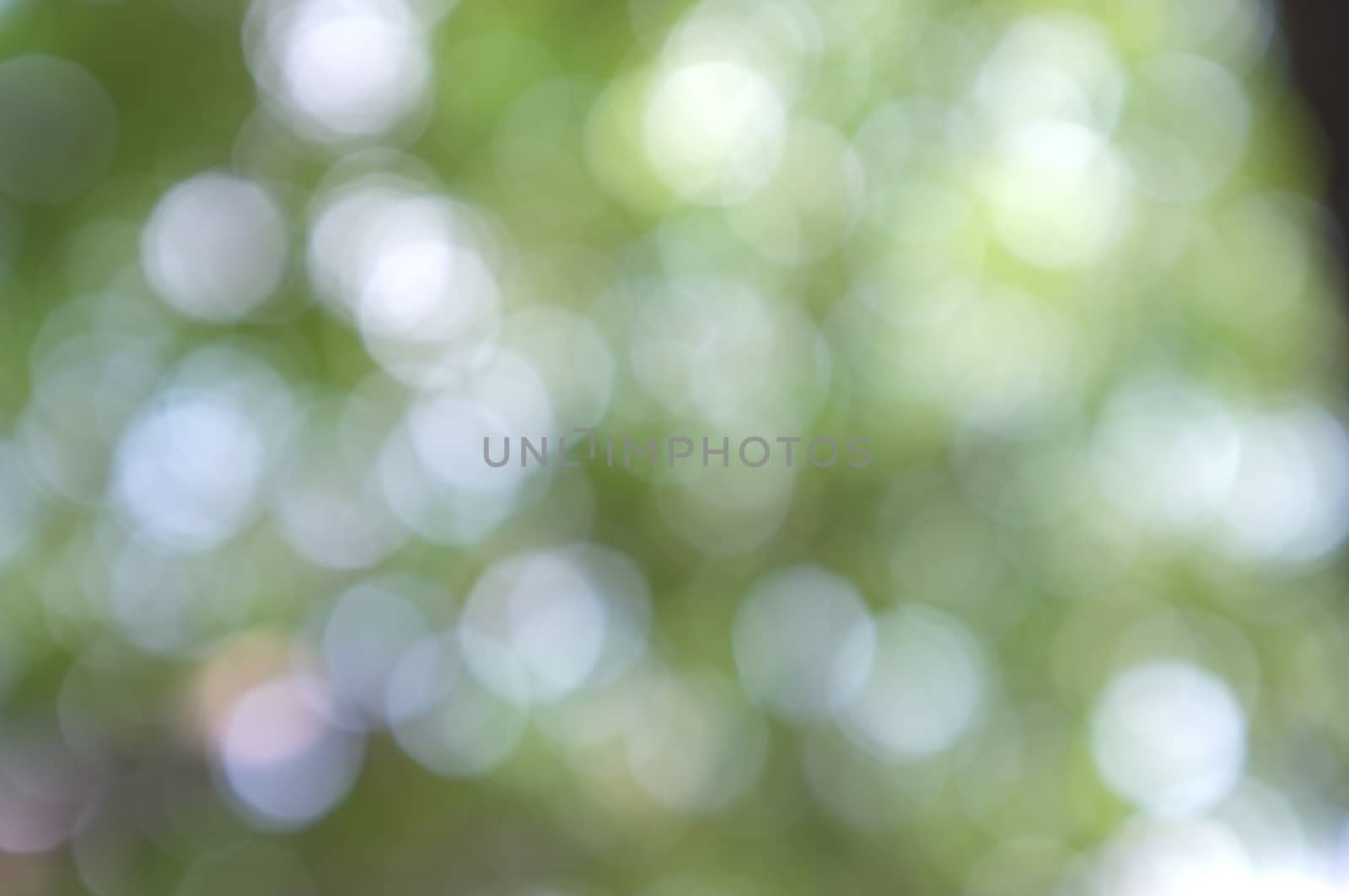 Abstract circular bokeh nature background of light . Blur background