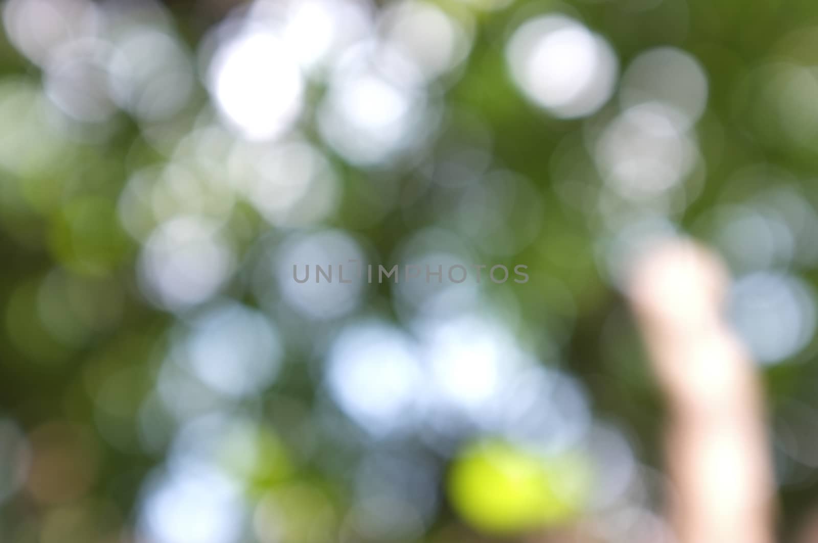 Abstract circular bokeh nature background of light . Blur background