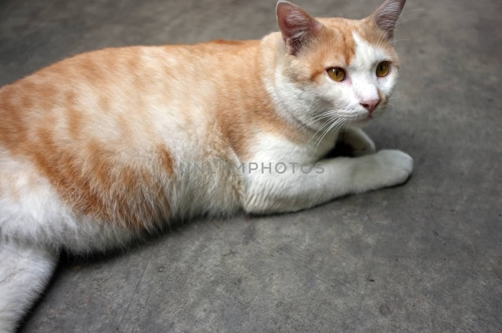 Cute Yellow Thai Cat, Relax Cat