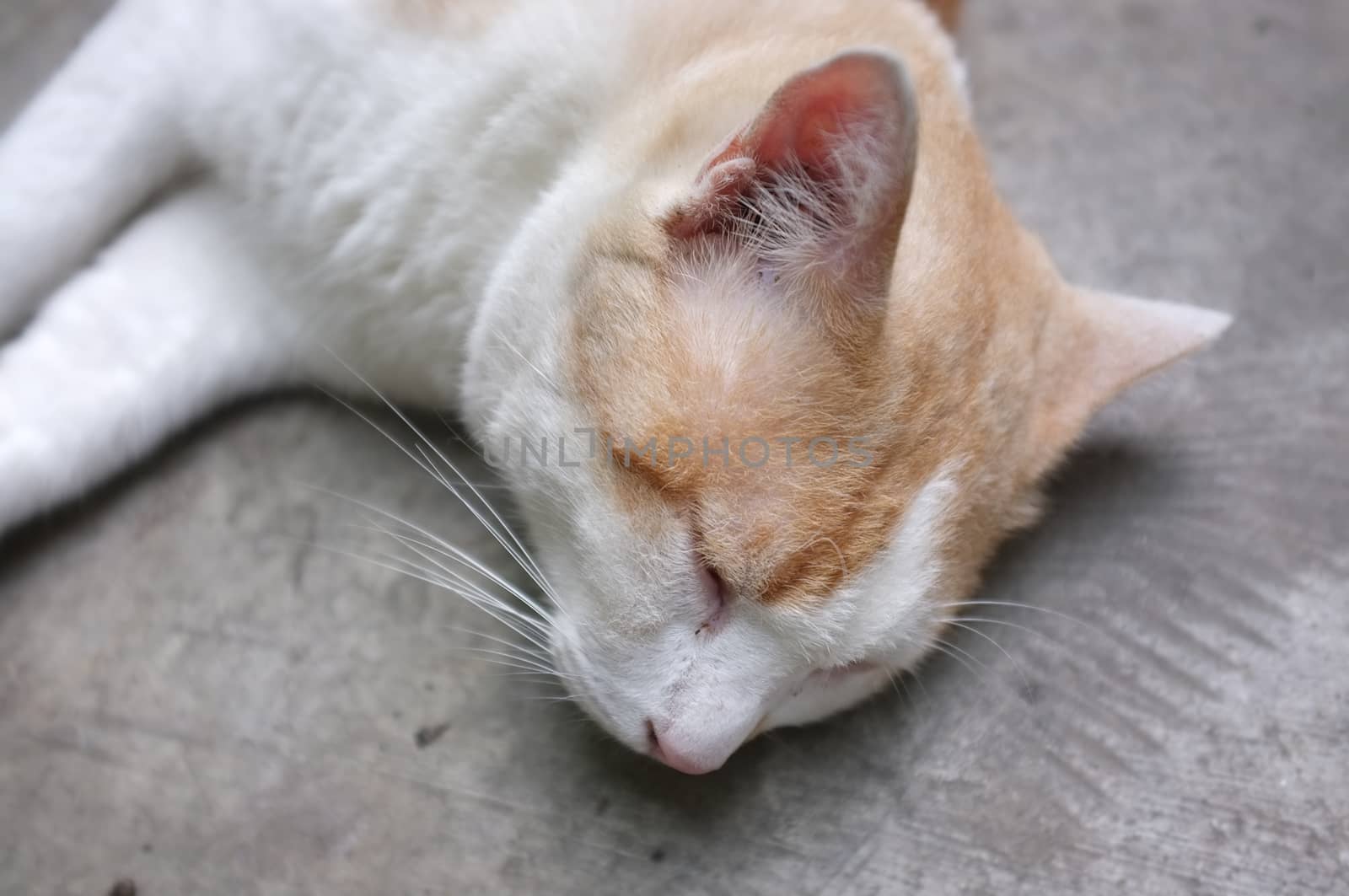 Cute Yellow Thai Cat, Relax Cat