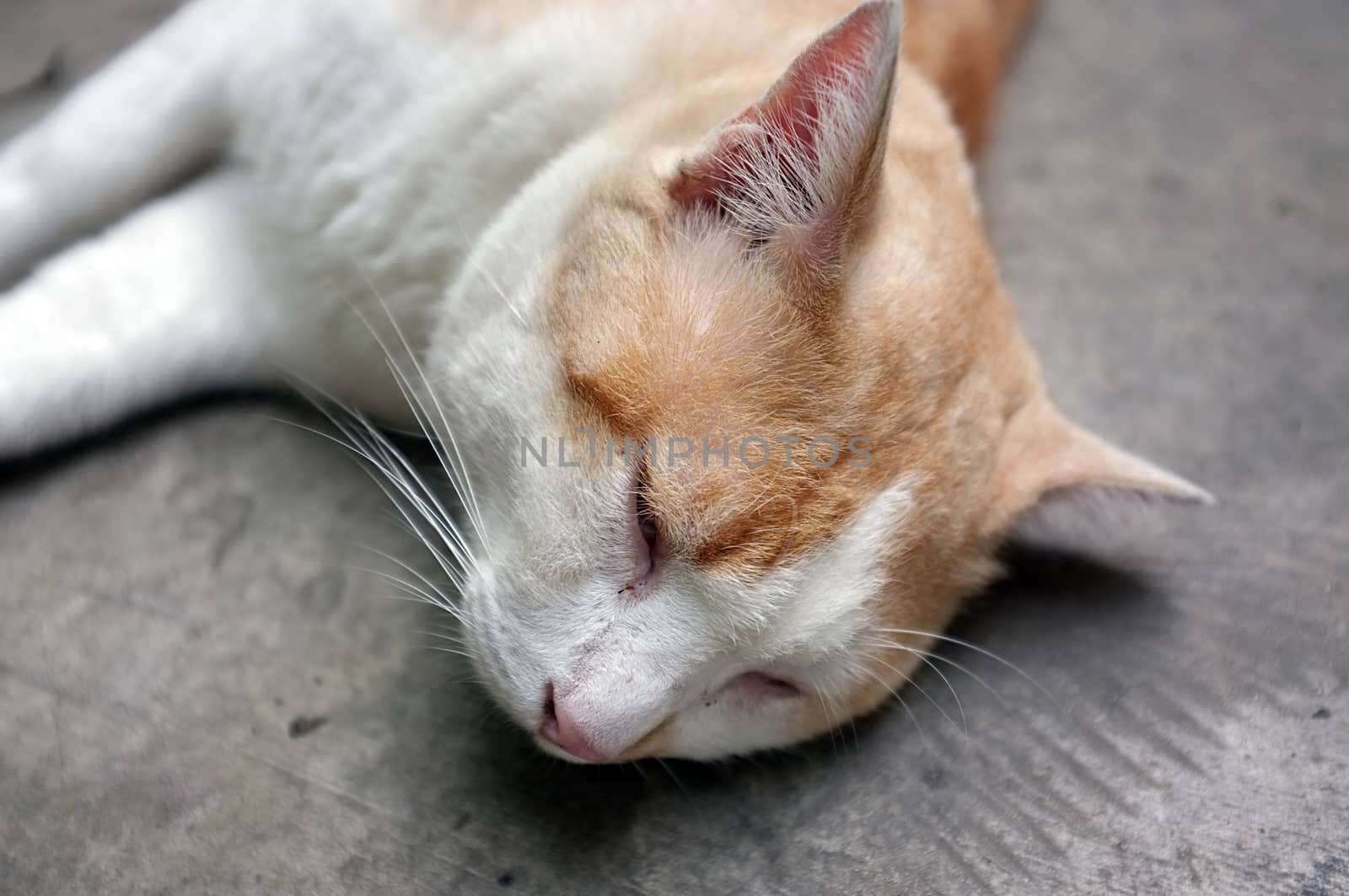 Cute Yellow Thai Cat, Relax Cat