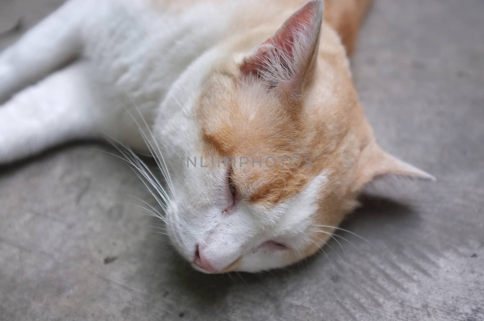 Cute Yellow Thai Cat, Relax Cat