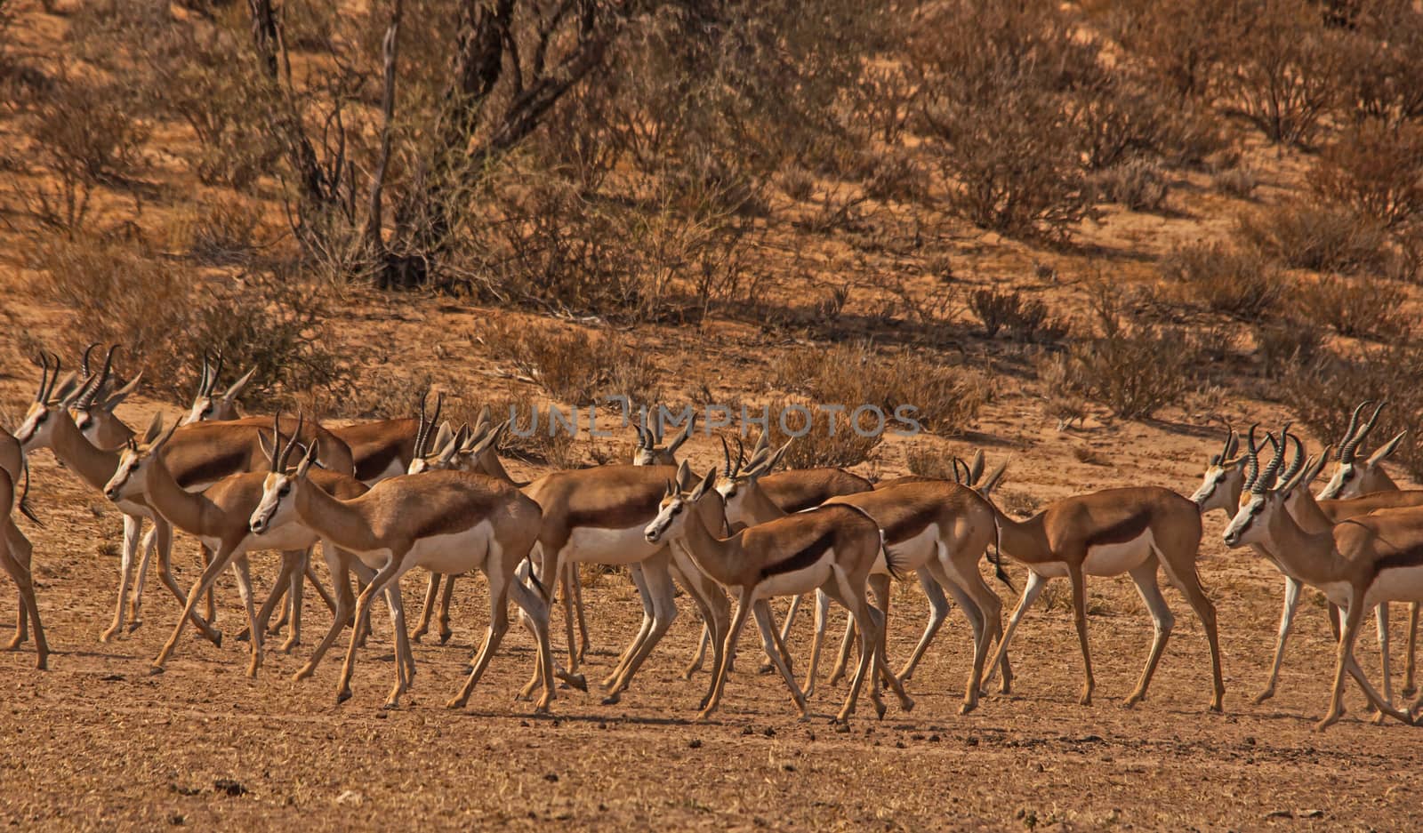 A herd of springbok on their way to the water hole, photographed in Kgalagadi Trans frontier Park, South Africa.