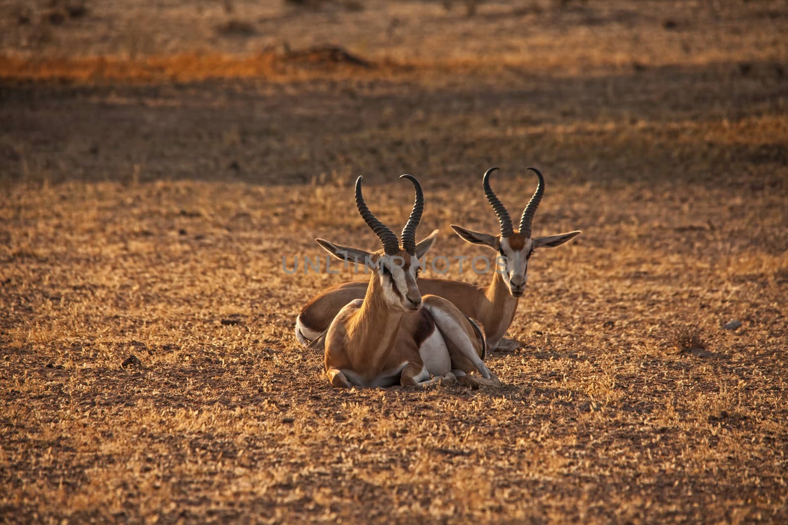 Resting Springbok in a dry desert riverbed. by kobus_peche