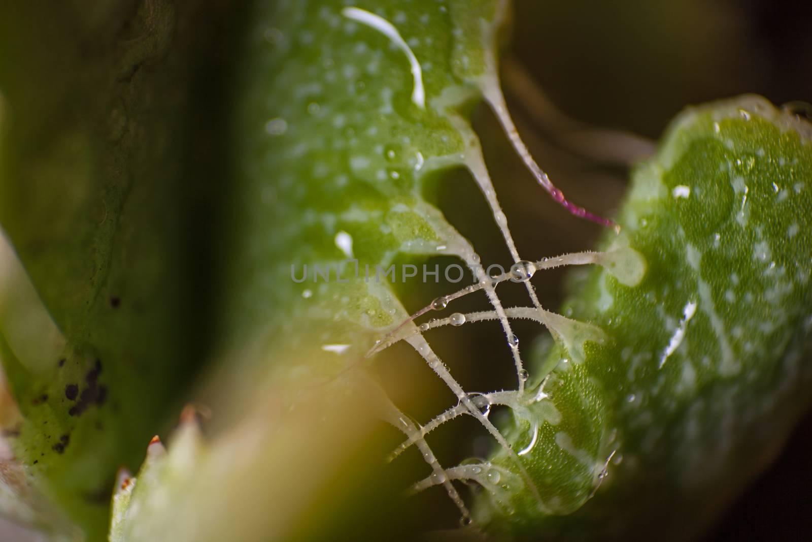 Macro image of the leaf of the Tiger's Jaw (Faucaria tigrina), an interesting succulent originating from the Eastern Cape, South Africa.