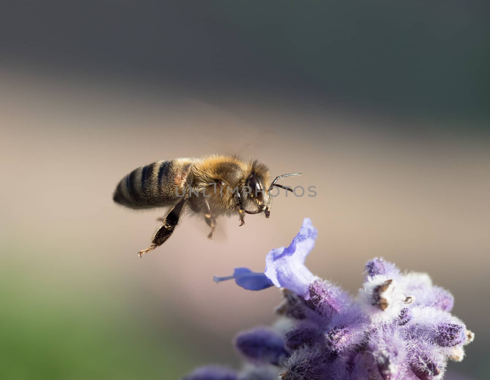 Macro shot of Honey Bee in flight by flower.