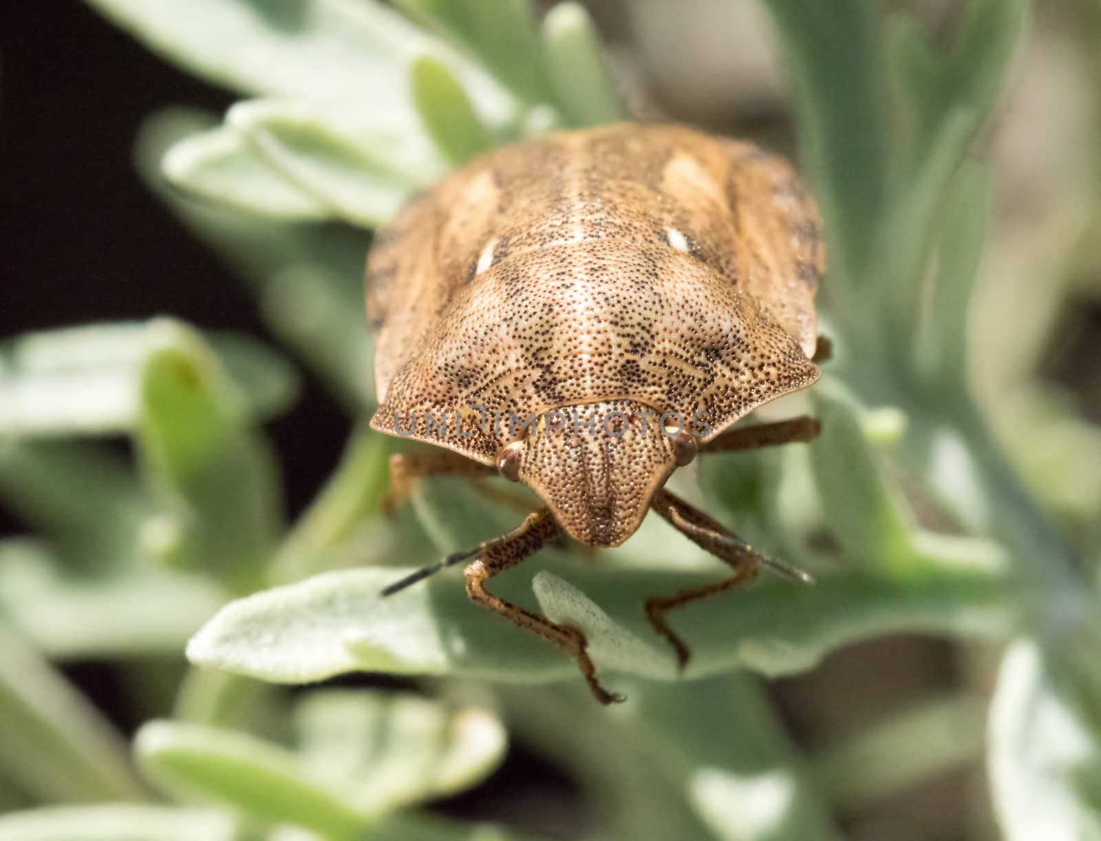 Macro shot of Tortoise Shield Bug.