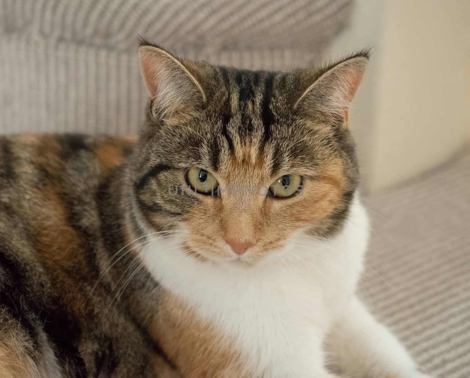 Close up shot of Tortoiseshell Cat.