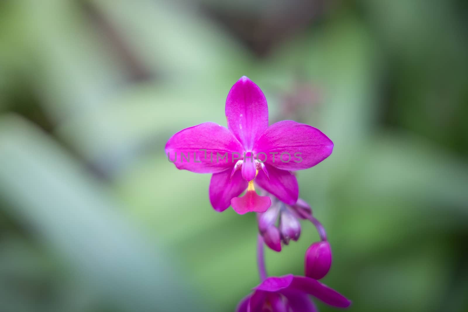 Beautiful blooming orchids in forest, On the bright sunshine