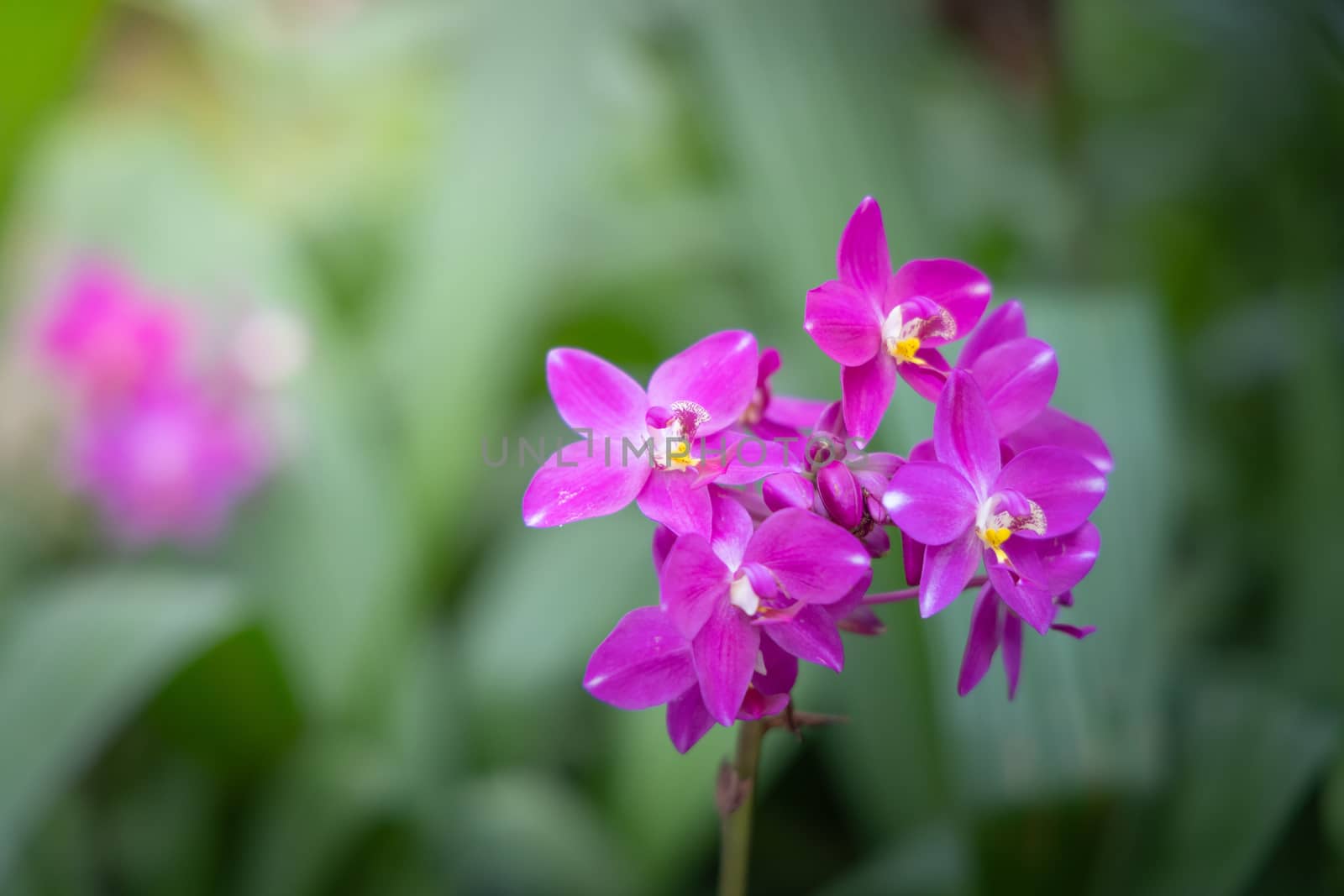 Beautiful blooming orchids in forest by teerawit