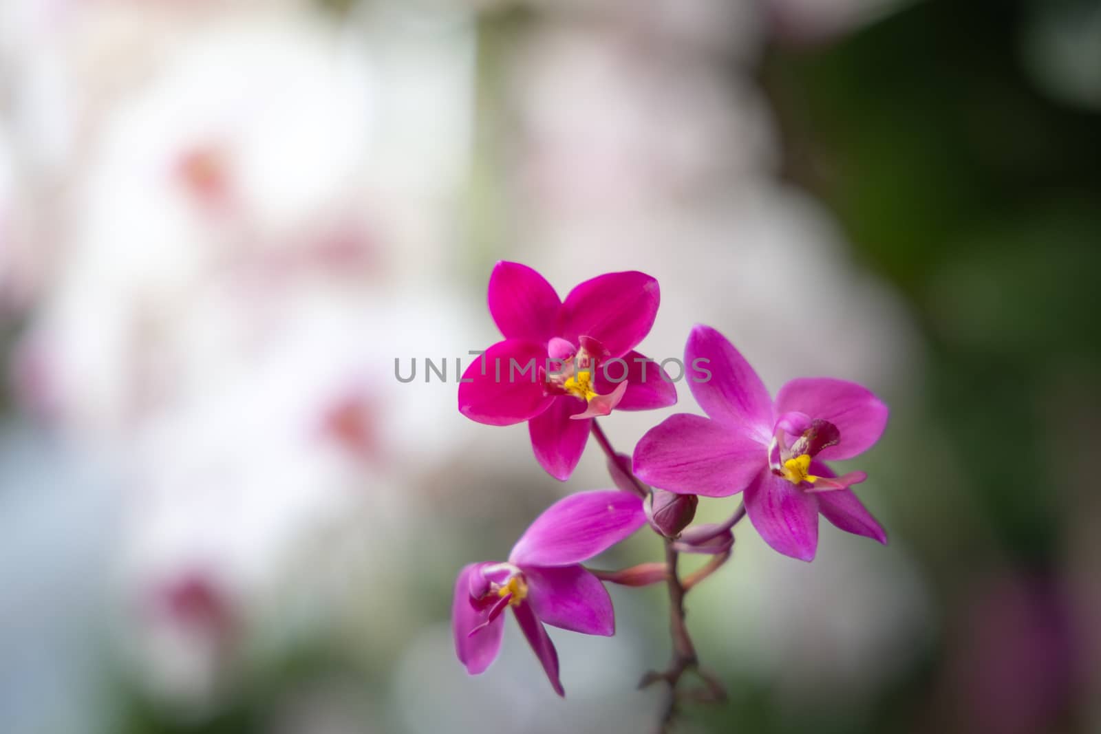 Beautiful blooming orchids in forest, On the bright sunshine