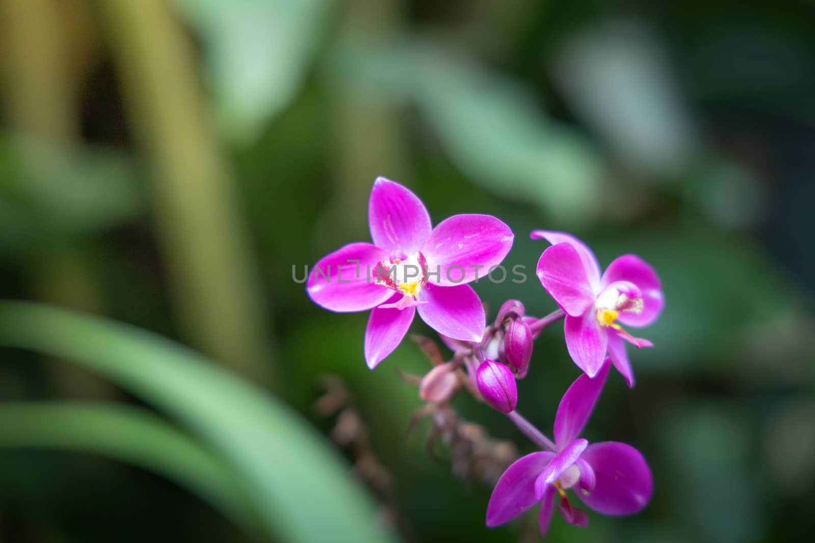 Beautiful blooming orchids in forest by teerawit