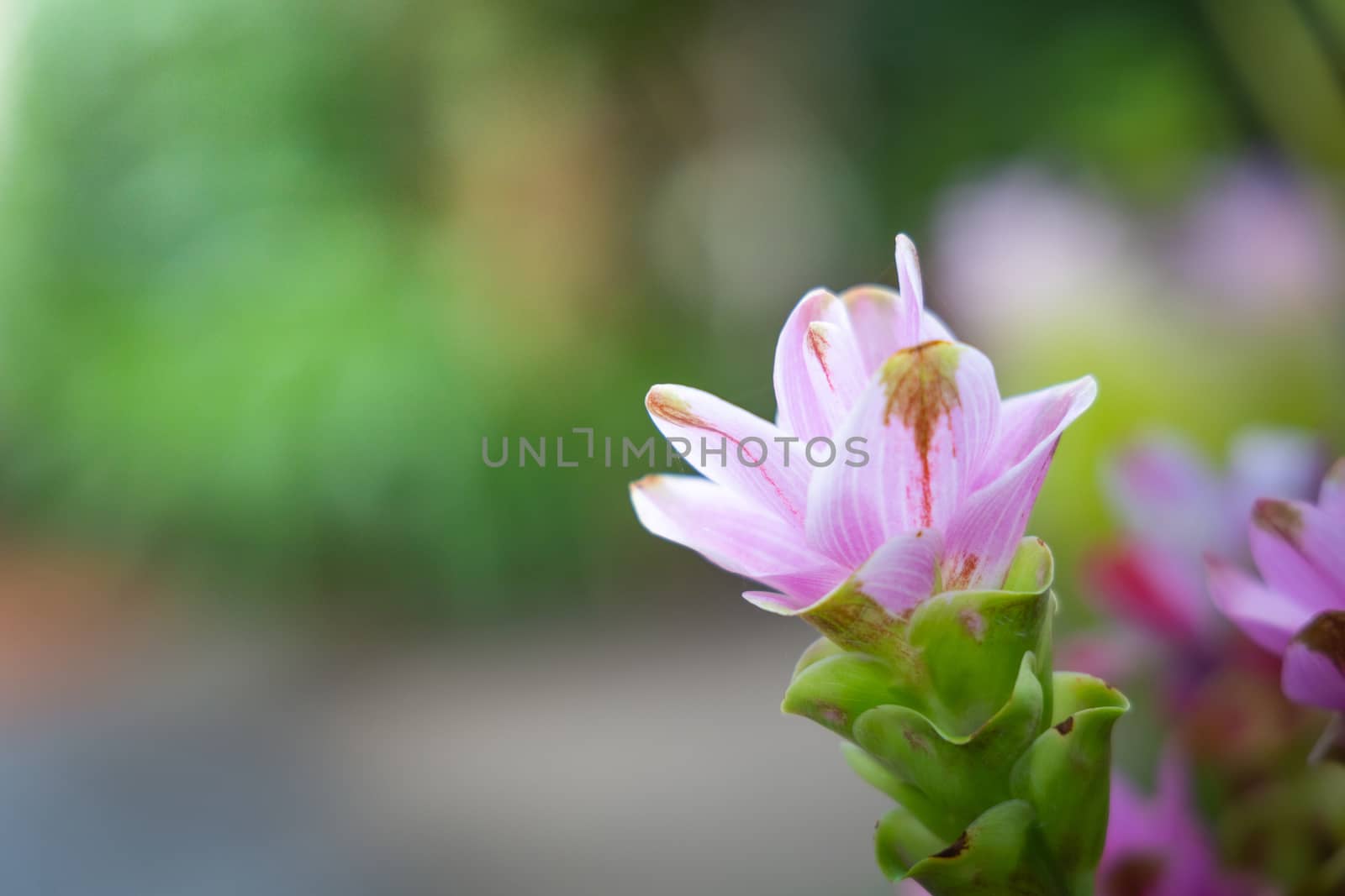 The background image of the colorful flowers, background nature