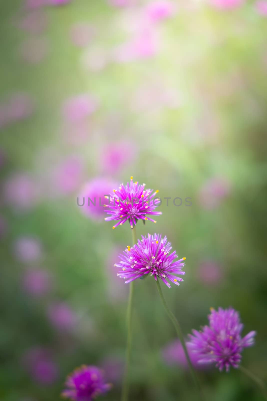 The background image of the colorful flowers by teerawit