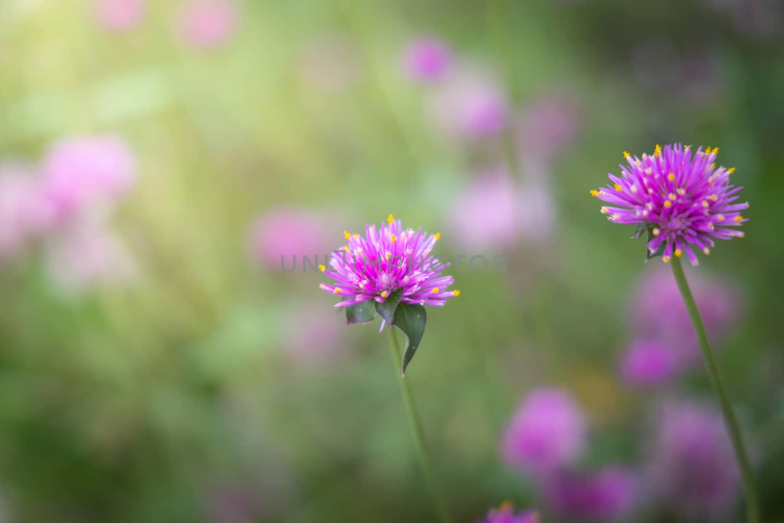 The background image of the colorful flowers, background nature