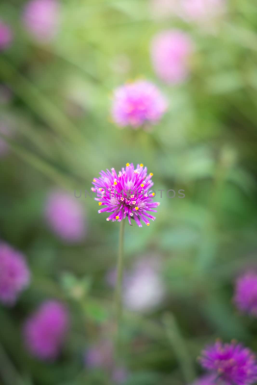 The background image of the colorful flowers by teerawit