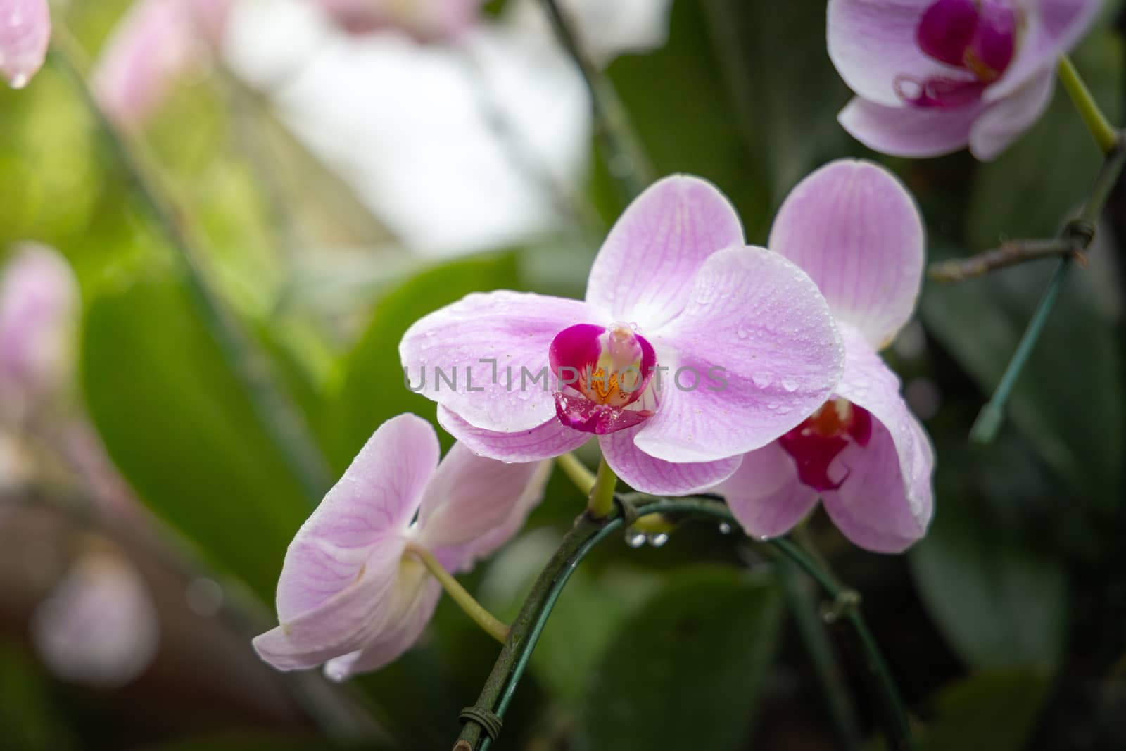 Beautiful blooming orchids in forest, On the bright sunshine