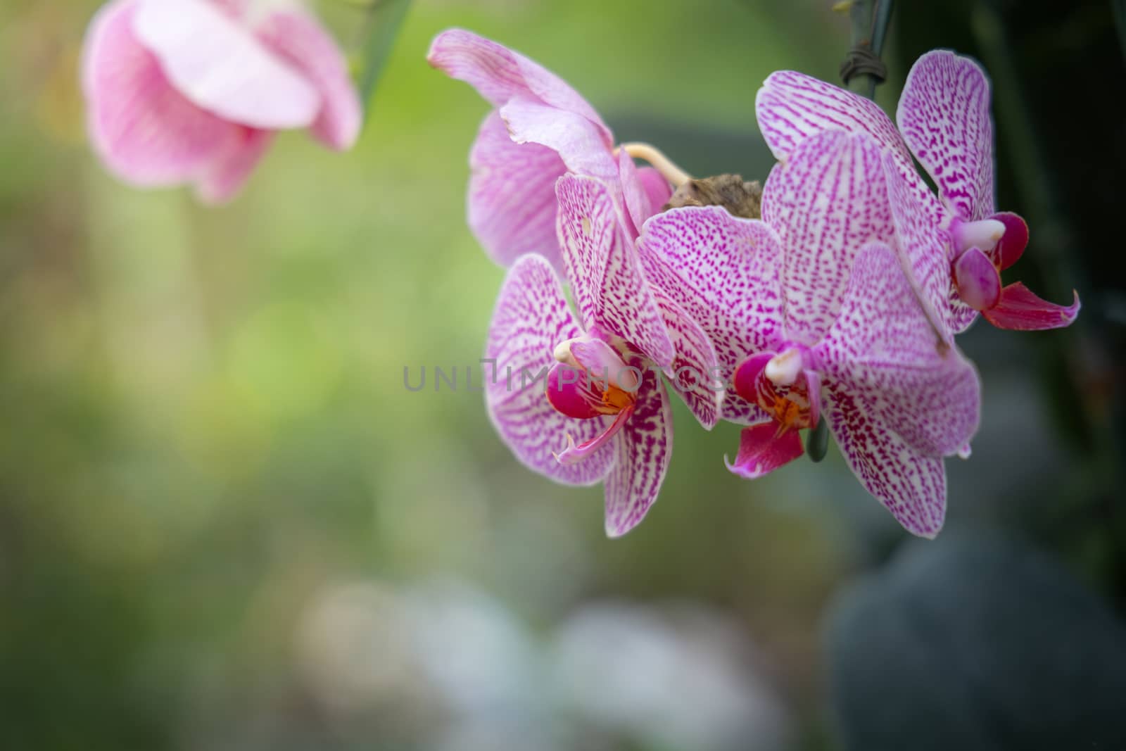 Beautiful blooming orchids in forest, On the bright sunshine