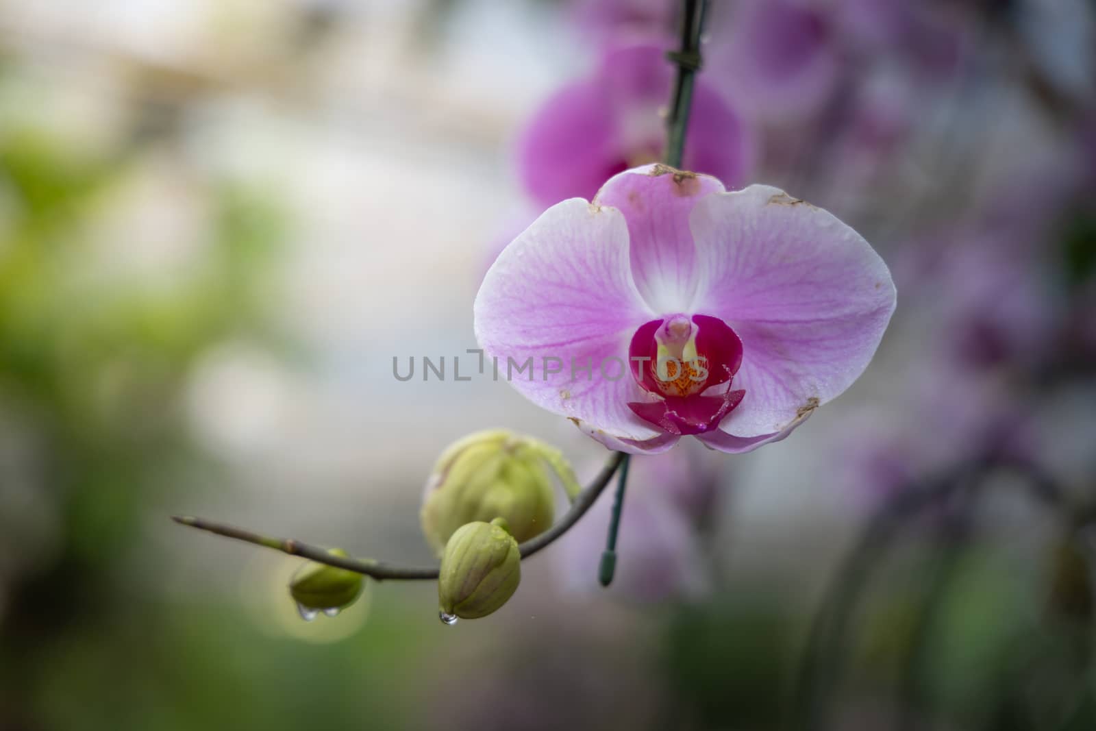 Beautiful blooming orchids in forest, On the bright sunshine