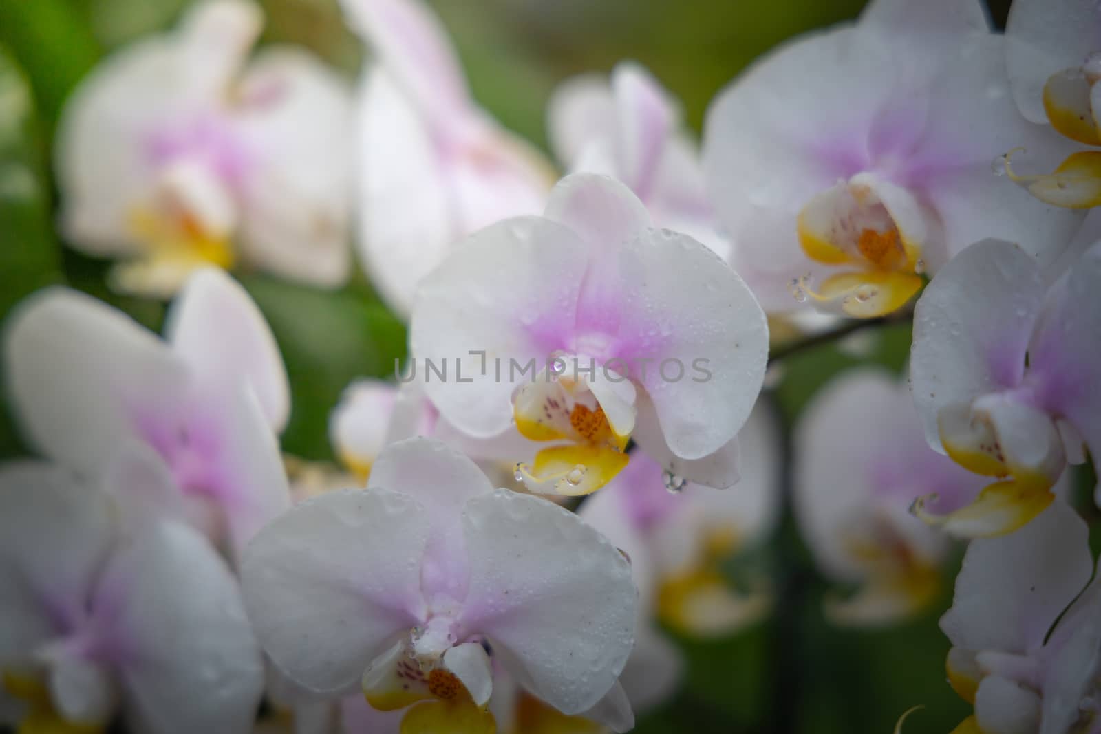 Beautiful blooming orchids in forest by teerawit