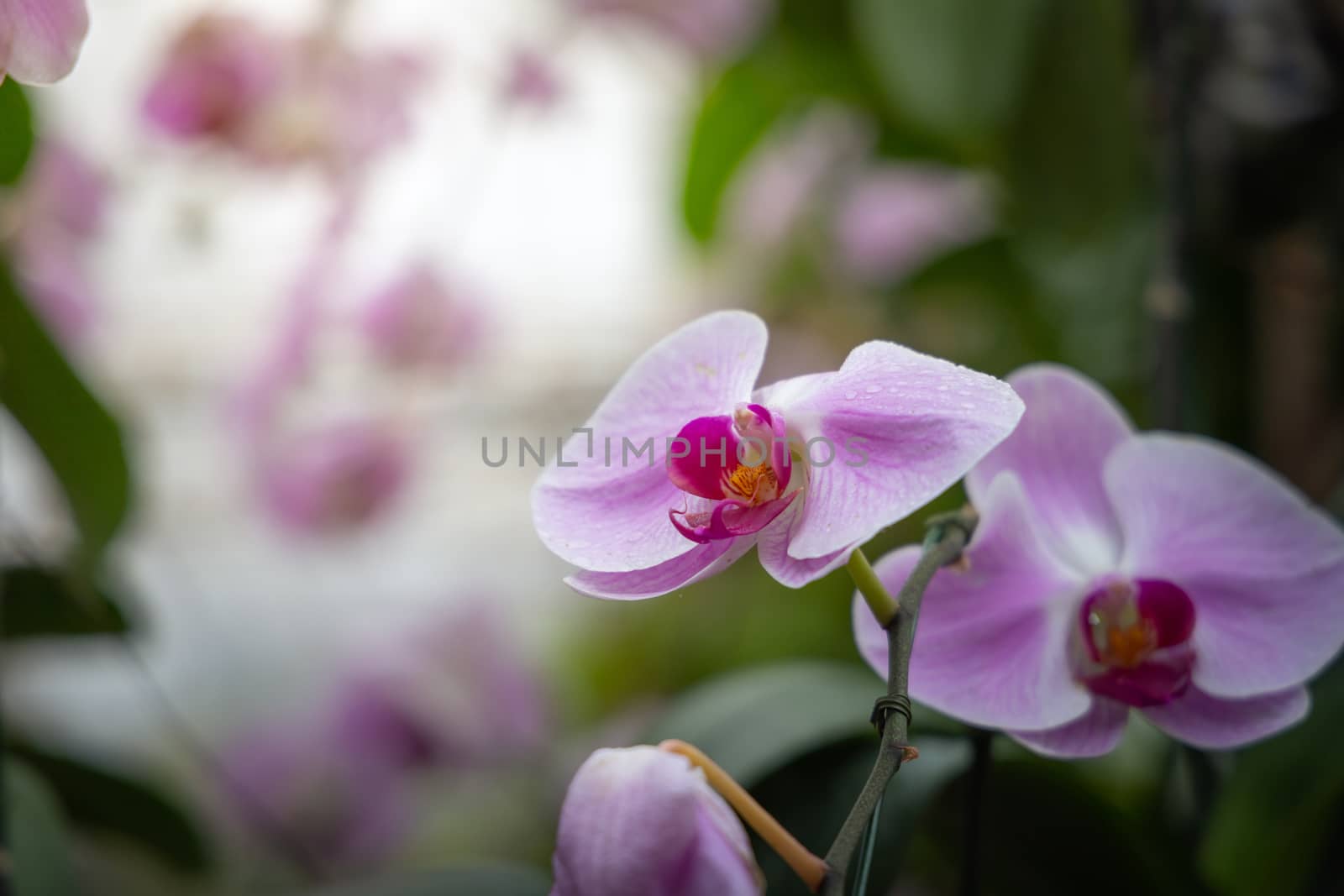 Beautiful blooming orchids in forest, On the bright sunshine