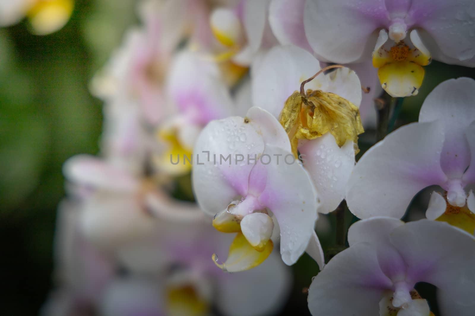 Beautiful blooming orchids in forest, On the bright sunshine