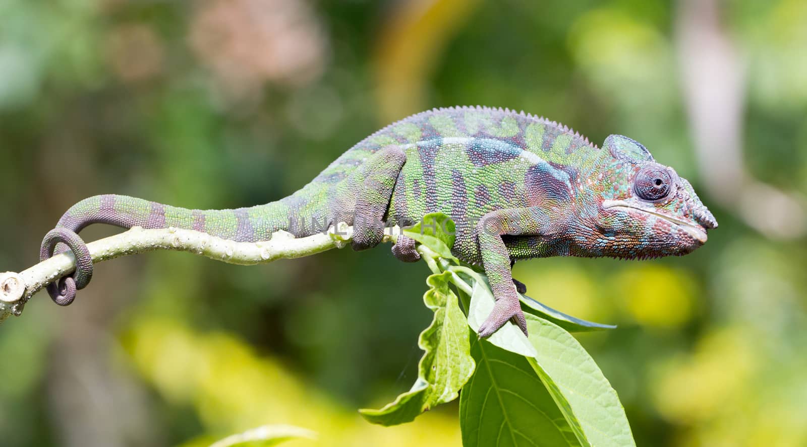 Panther chameleon Furcifer pardalis from Madagascar, perched on a branch, portrait