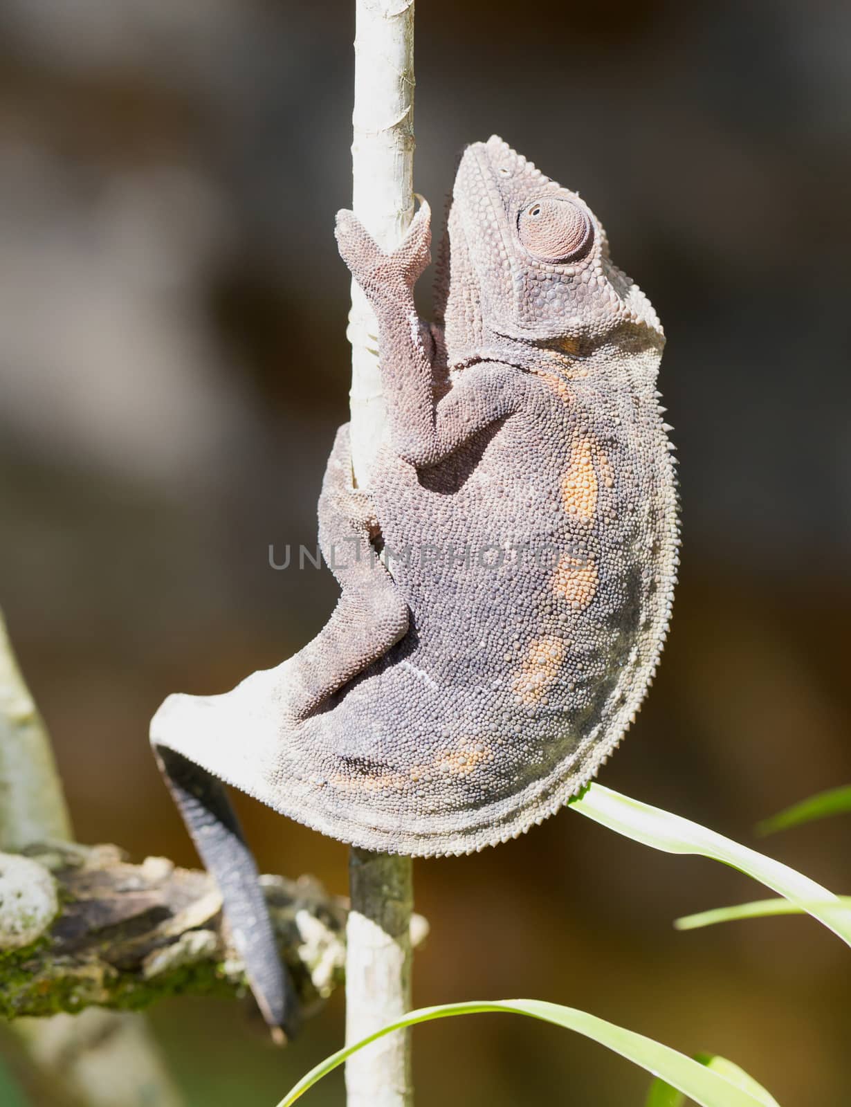 Panther chameleon Furcifer pardalis from Madagascar, perched on a branch, portrait