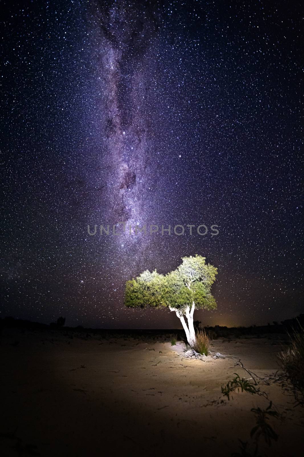 Lone tree in the Australian outback desert under a sky full of a billion stars, the galactic core of the milky way universe