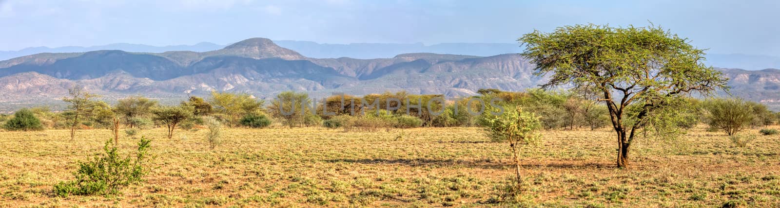 savanna in the Awash National Park, Ethiopia by artush