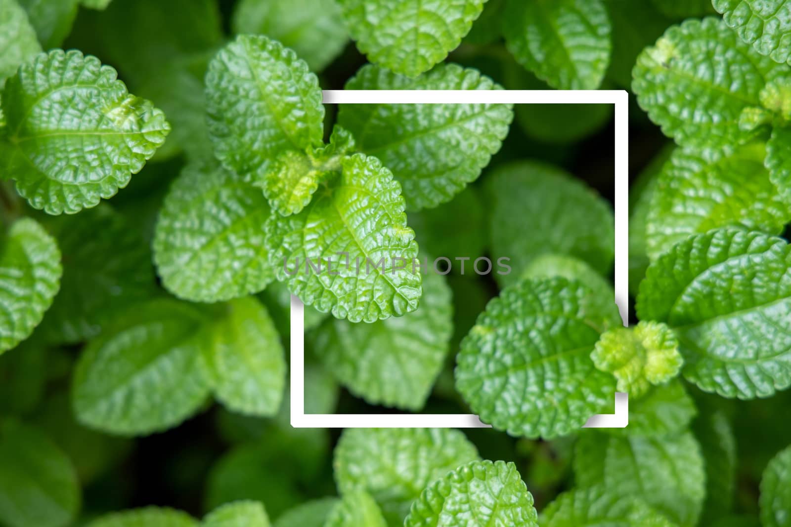 Background texture of leaves closeup. Green Leaves Background with White Paper Frame. Flat Lay