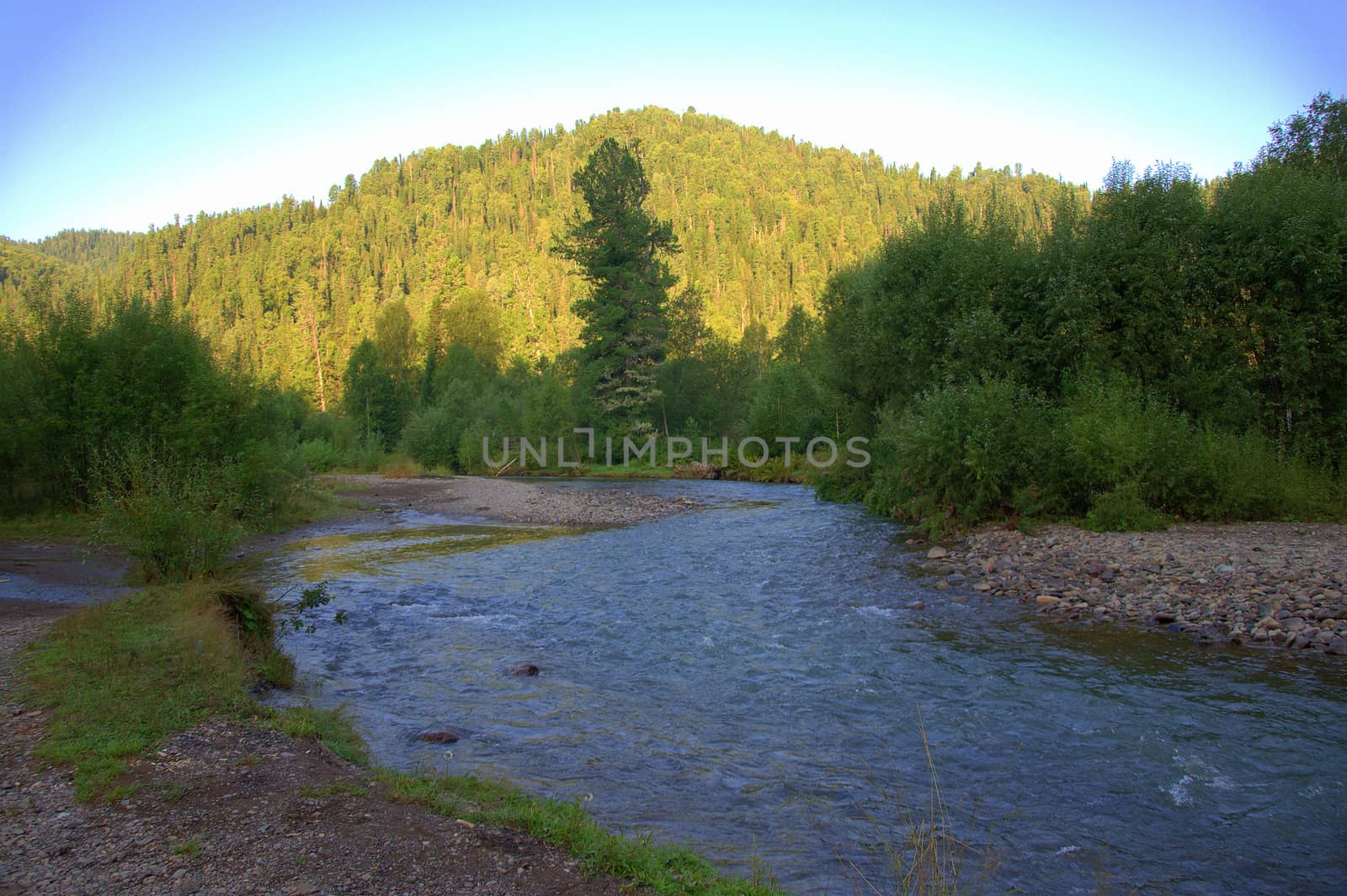 View of the mountain river flowing through the morning forest. Altai, Siberia, Russia.