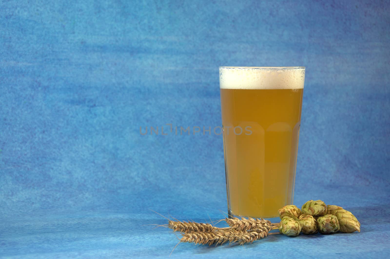 A glass of wheat beer with foam and next to the fruit of hops and ears of wheat on a blue background. Close-up.