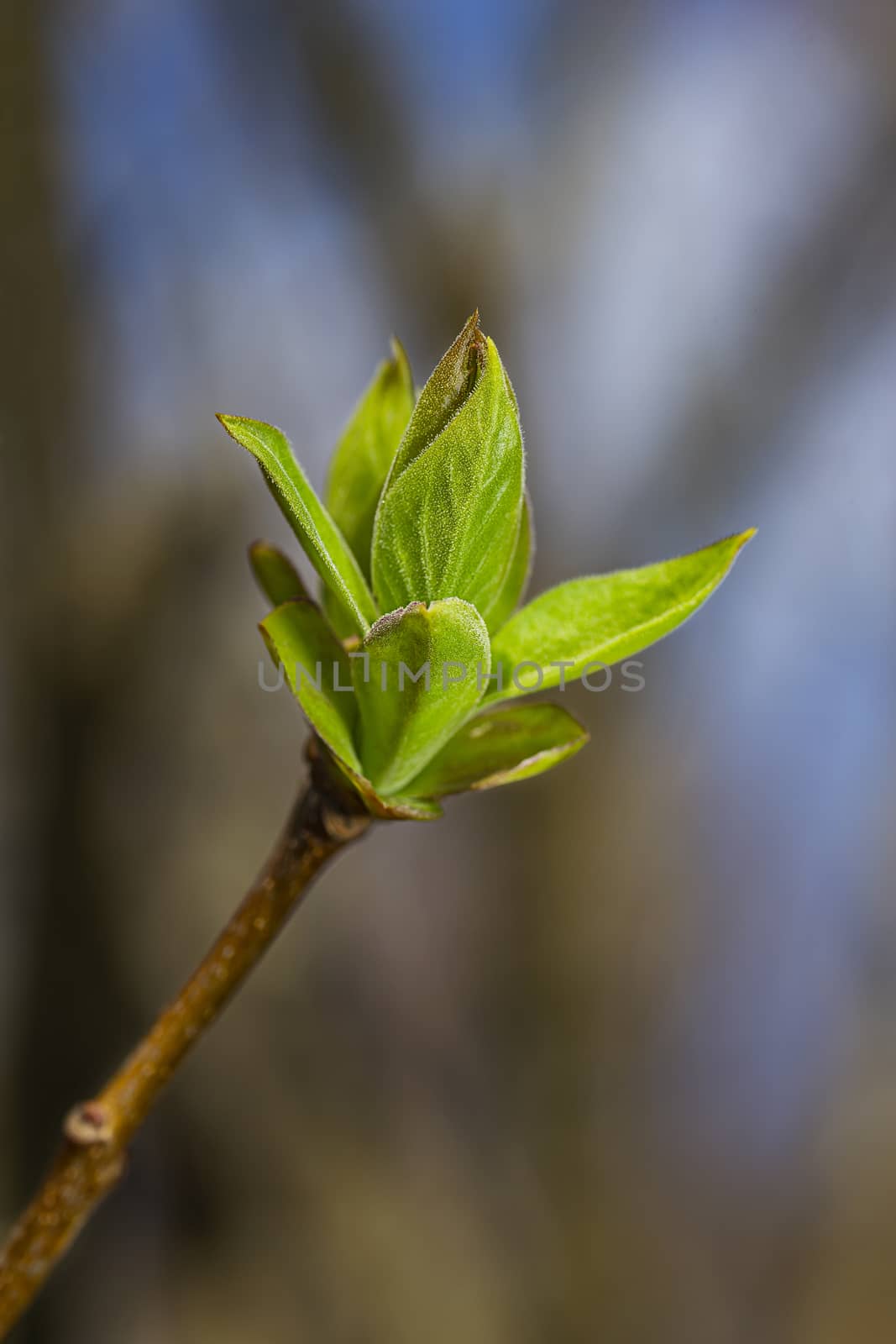 small leaf growing at the end of a branch