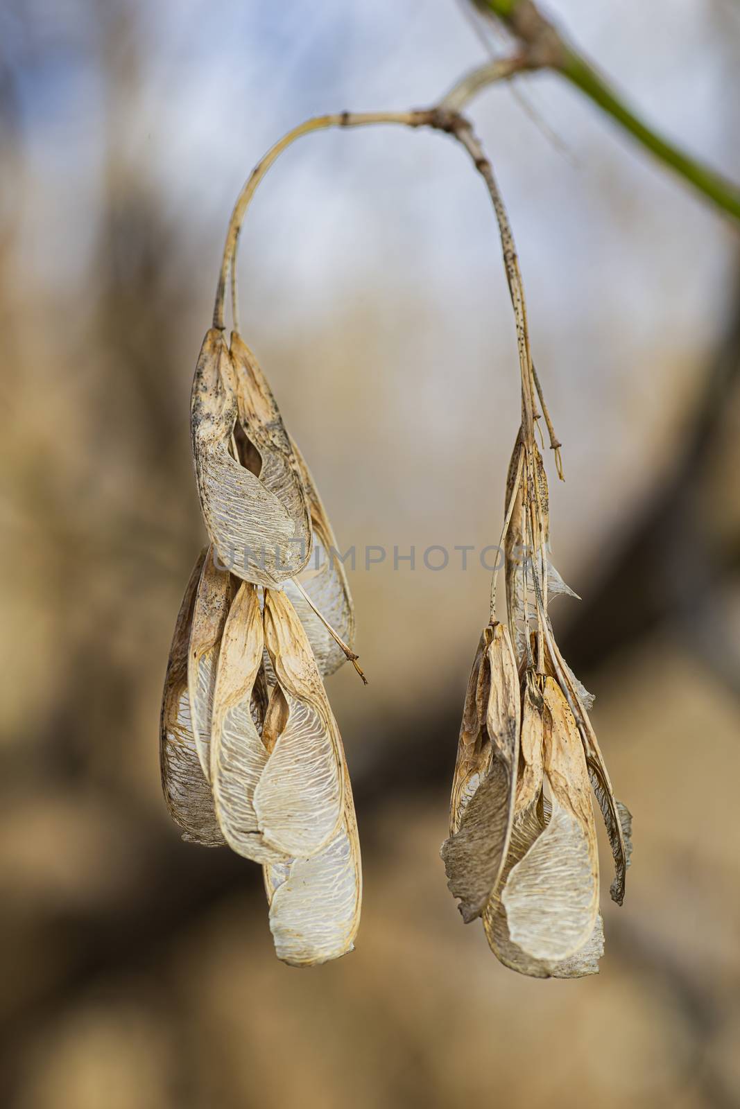 Dry seed of a maple tree, hanging on a branch