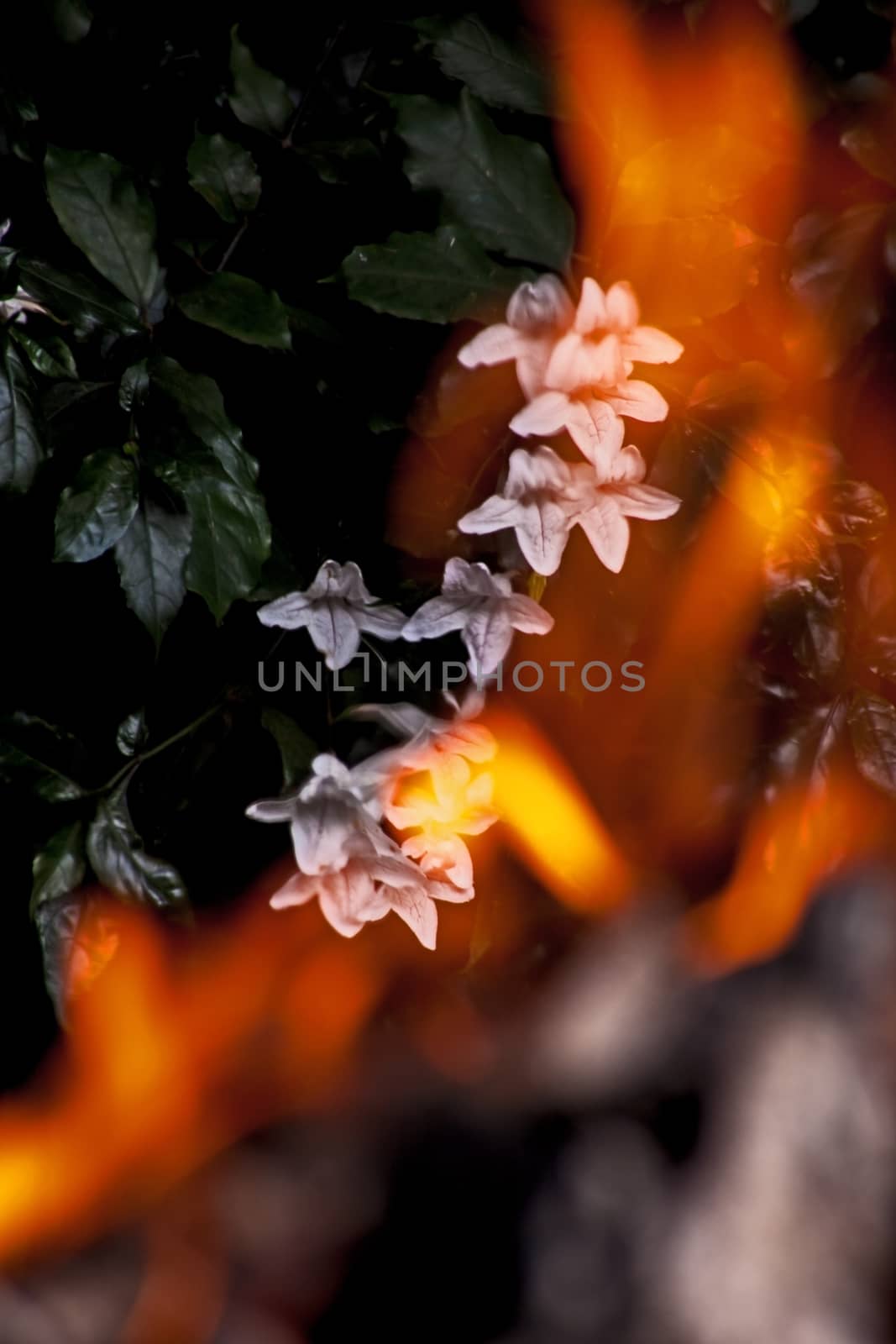 Flowers of the Forest bell (Mackaya bella) photographed through flames