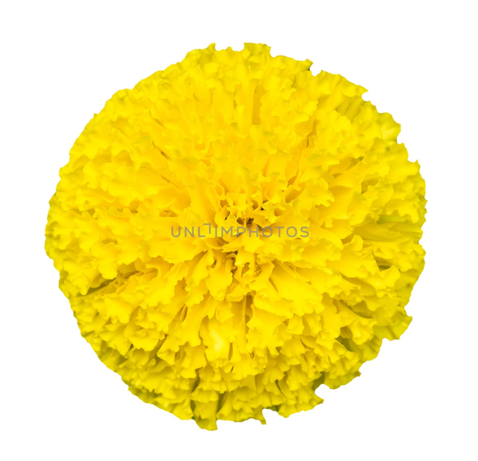 Top view of beautiful isolated marigold flowers.(Tagetes erecta)