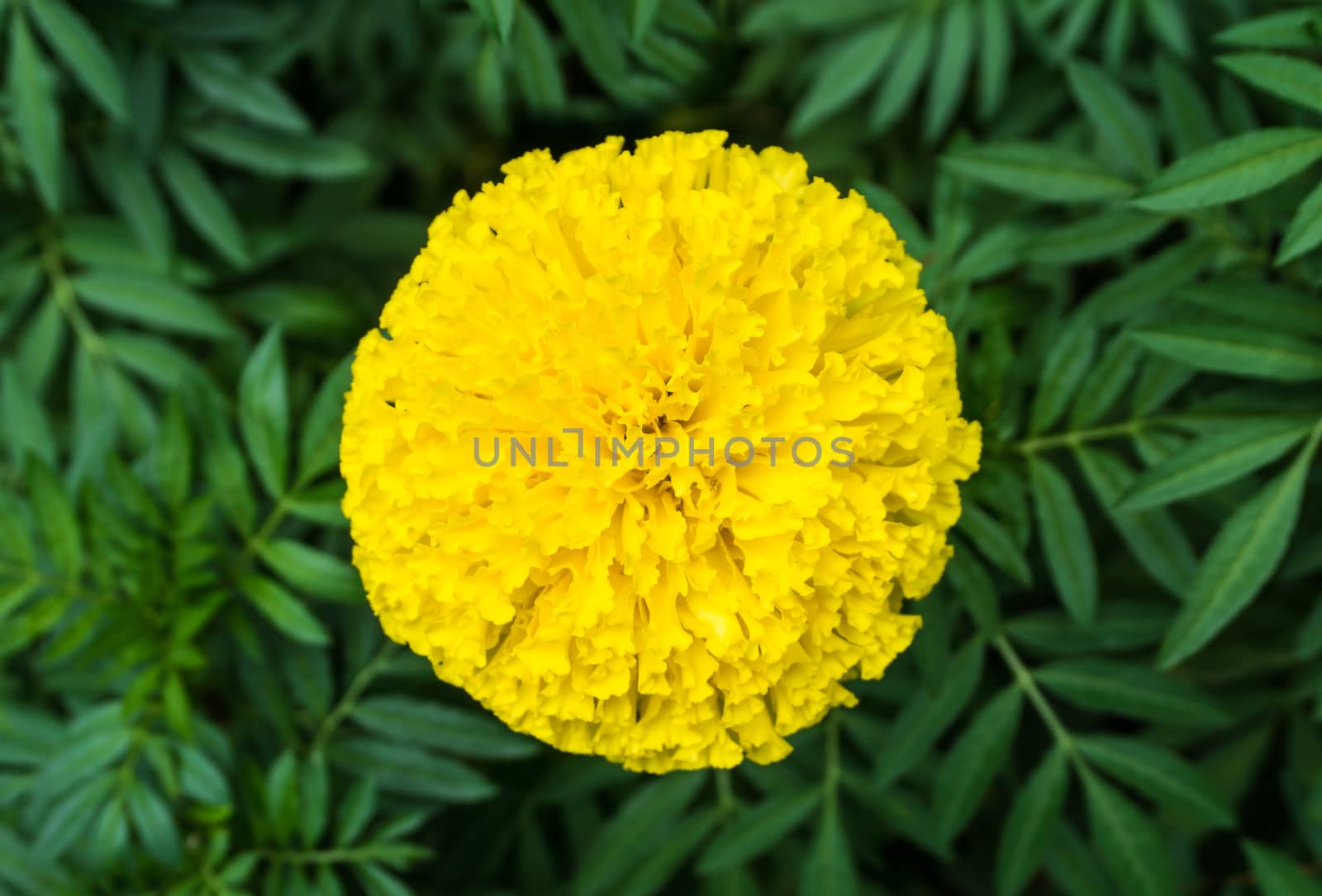 Top view of beautiful marigold flowers and leaf. (Tagetes erecta)