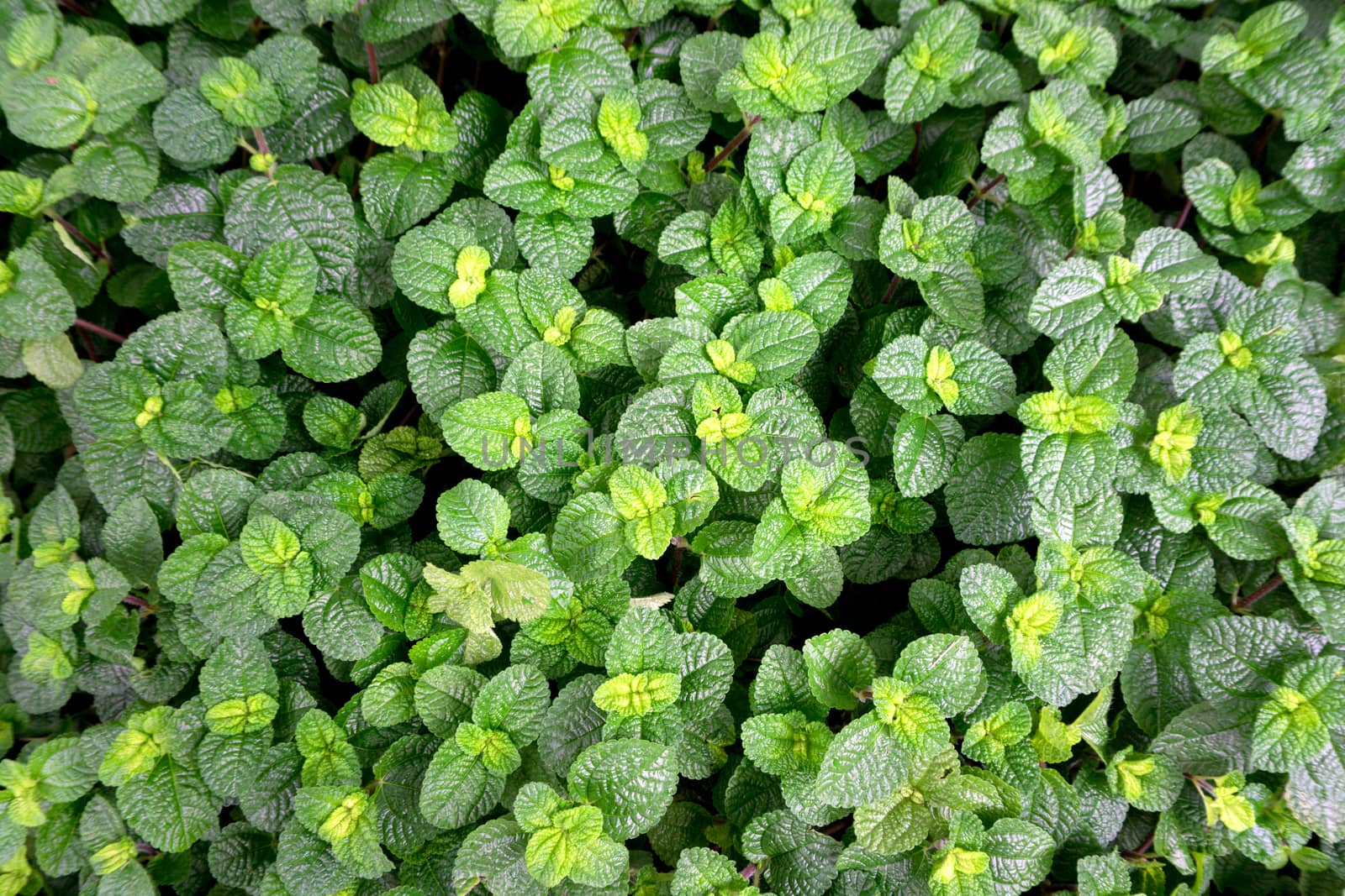 Top view of peppermint leaves background.