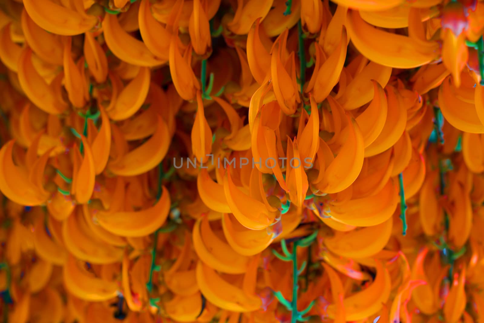 Orange flower of name Red Jade Vine or New Guinea Creeper or flowers. (Scientific Name:Mucuna Bennettii)