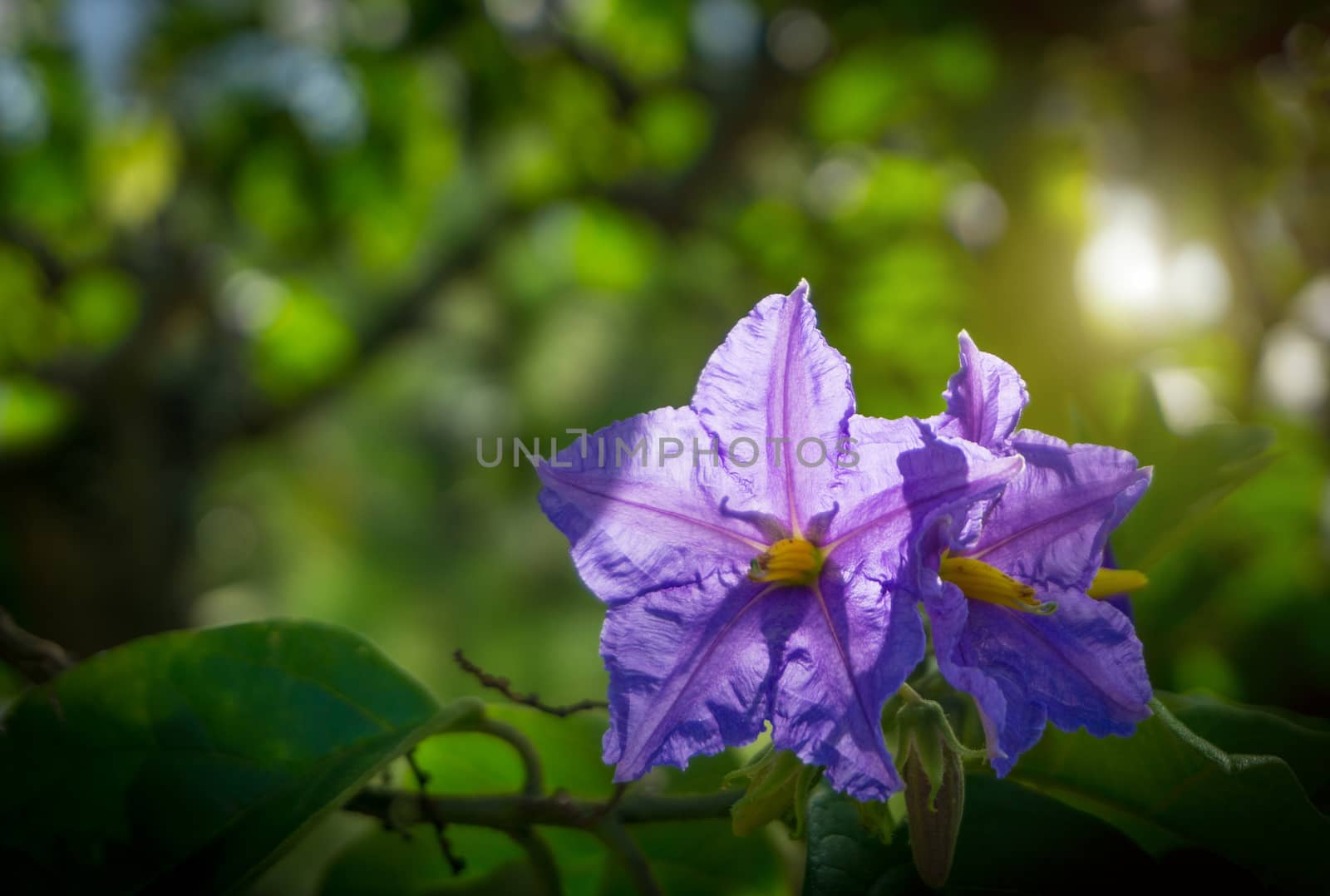 Selective focus of eggplant or aubergine violet flowers on green background