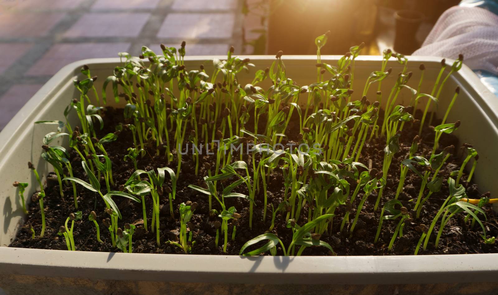 Ipomoea aquatica, Water spinach, Morning glory, Water convolvulus or Chinese watercress