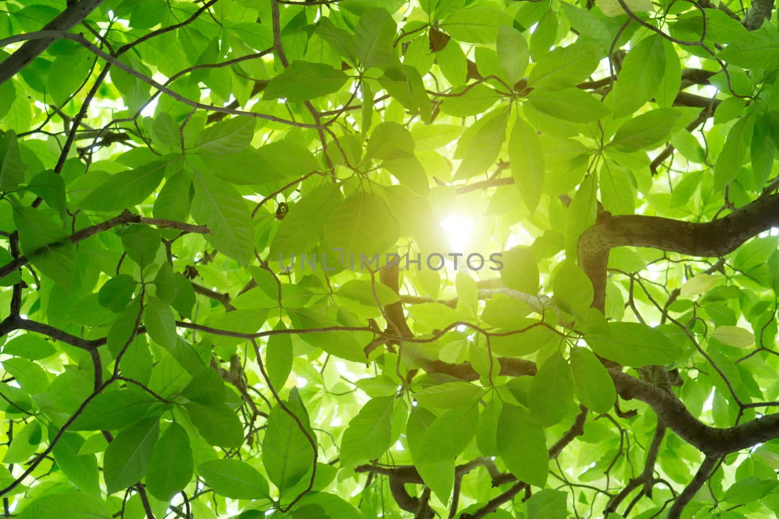 Green Cananga odorata tree, known as the cananga tree is a tropical tree that originates in Indonesia, which in early 19th century spread to Malaysia and the Philippines.The leaves are light green.