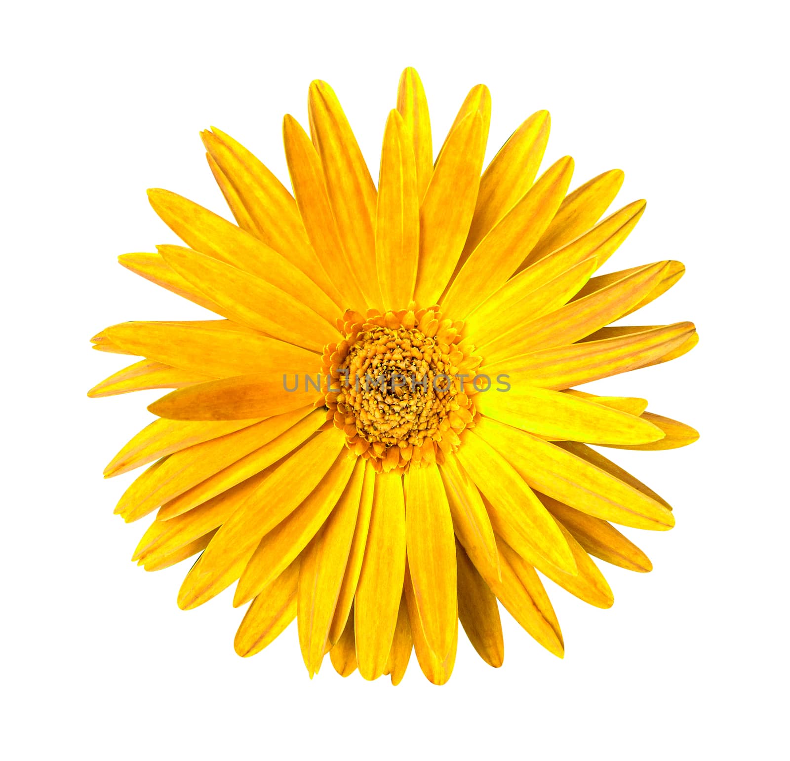 One yellow Chrysanthemum Flower Isolated over White Background