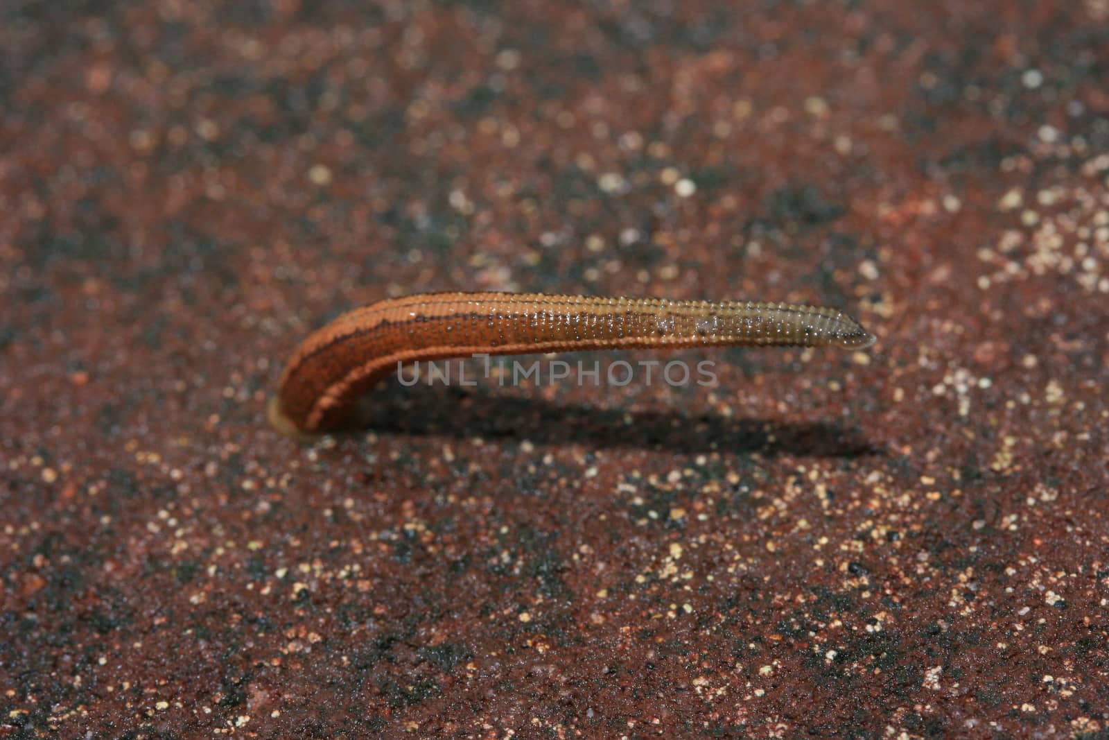 blood sucker leech slowly moving on cement floor from tropical forest , Southeast Asia.