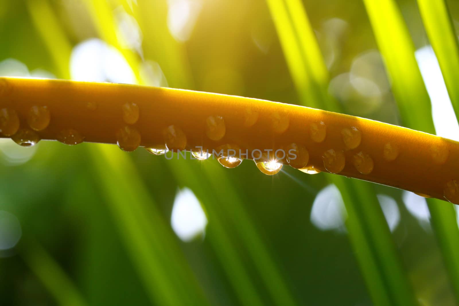 The nature of fresh morning dew background, Water drop from coconut tree branch.