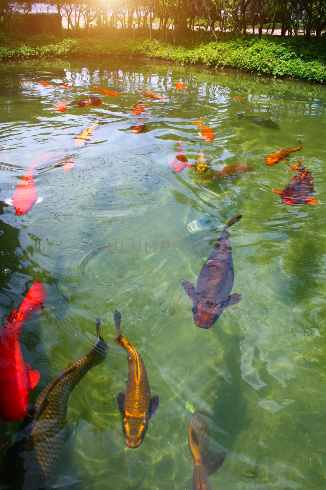 Japanese variegated carps swimming in garden pond.