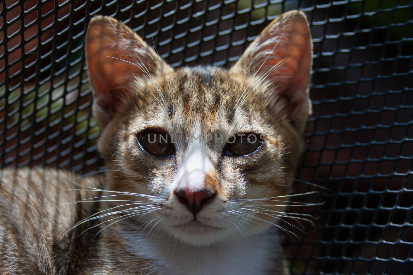 Pretty cat in sunlight.